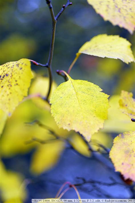 Review of the Nikon D800. Nikon D 800 Camera Test | Happy