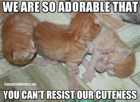 When You Can't Resist Cuteness... - Funny Kitten MEME