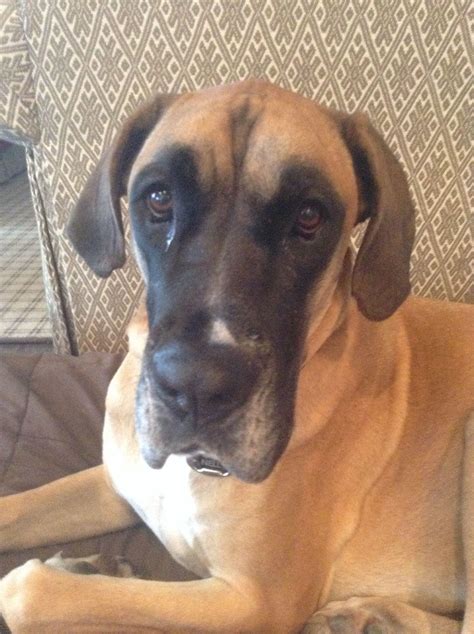 Boxer Great Dane Mix: Adorable Large Brown Dog on Couch