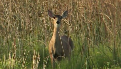 Wildlife Encounters Along the Florida Gulf Coast Video Download ...