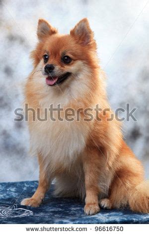 Fox Face Pomeranian | Pomeranian dog, Fox face, Pomeranian puppy