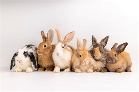 Pet Bunny Breeds