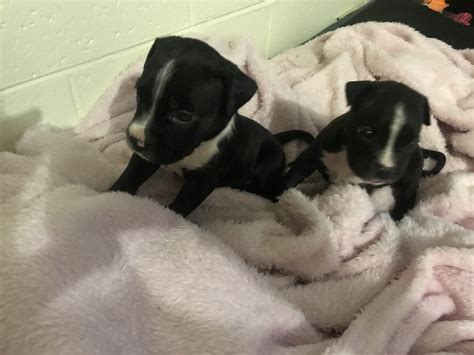 American Staffordshire Bull Terrier - Eastlakes - PetsForHomes