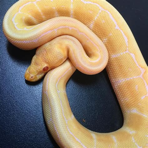 Albino Pinstripe Ball Python-We have some absolutely stunning