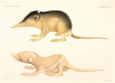 Young female solenodon at 3-days-old (bottom) and... - Biomedical ...