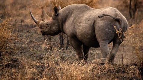 Extinct Beast Revived Thanks To Prehistoric Poop | GIANT FREAKIN ROBOT