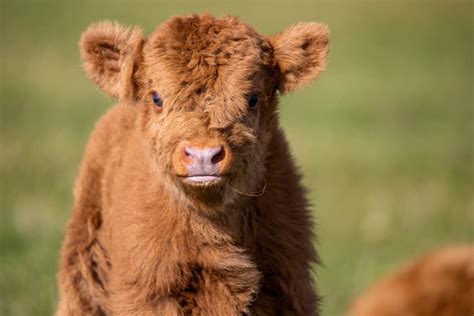 Mini Cow's Precious Zoomies Are the Cuteness Vibe You Didn't Know You ...