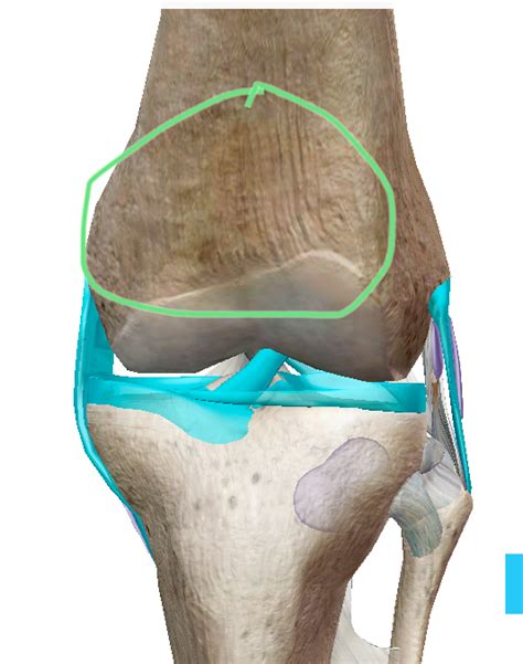 anterior knee joint anatomy diagram quizlet