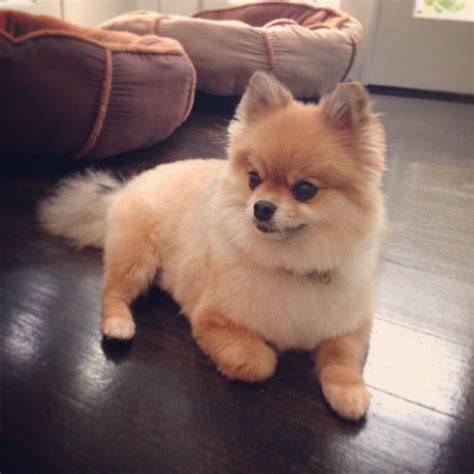 Dog Haircut Pomeranian at Joan Currie blog