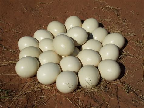Ostrich Eggs In Nest