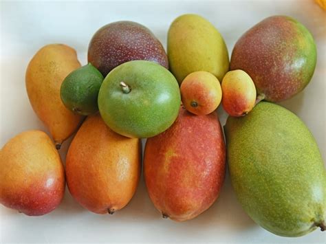 types  aam  list   popular mango varieties   world