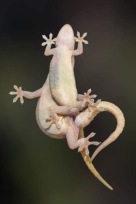 Common house gecko - Wikipedia