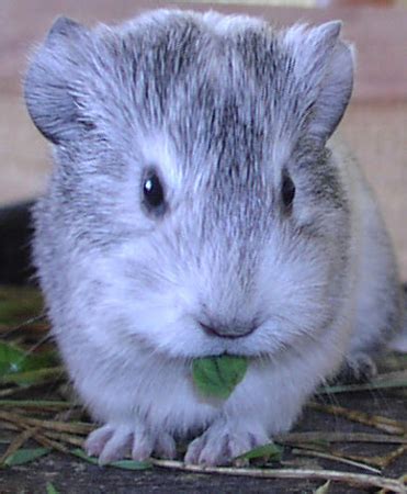 cura delle cavie  allestire una gabbia tutto zampe