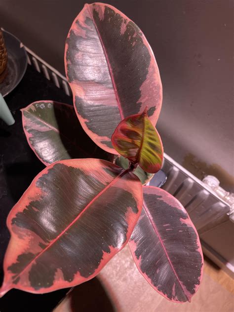 Pink rubber plant! : r/pinkplants