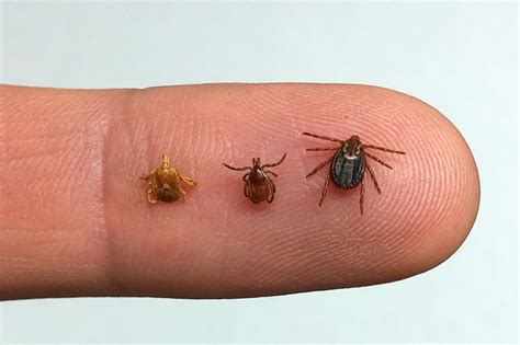 Do Male American Dog Tick Ticks Feed
