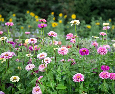 Are Zinnias Perennials? Everything You Need to Know About Their