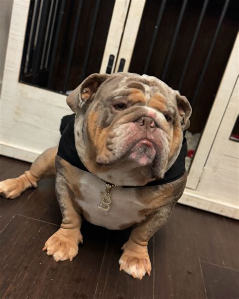 Tabitha Jefferson Moore | Meet Blue, our newest rescue. After his