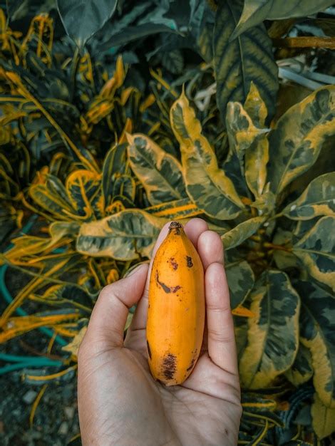 premium photo close   hand holding yellow banana