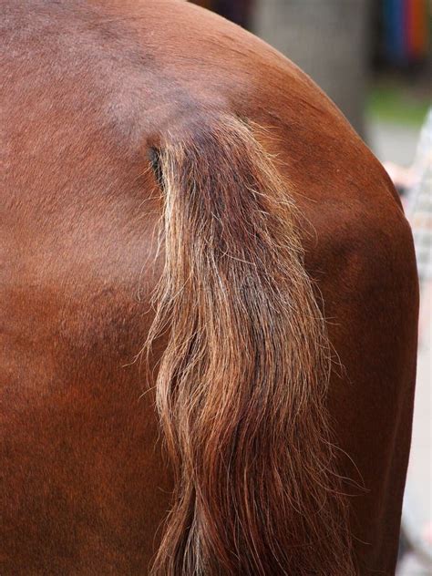 Close - Up of the Tail of a Stallion Horse. Stock Photo - Image of ...