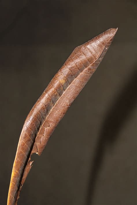 brown leaf leaves  photo  pixabay pixabay