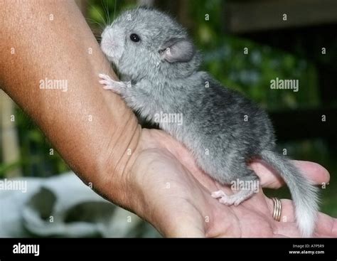 long-tailed chinchilla (Chinchilla lanigera), baby chinchilla on human ...