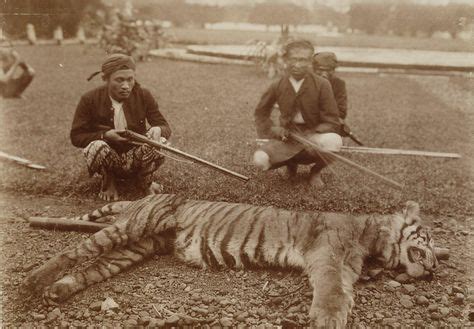 Best Extinct tigers ideas | 7 articles and images curated on Pinterest ...