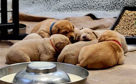 Labrador Retriever (Lab) Puppies For Sale In Kansas