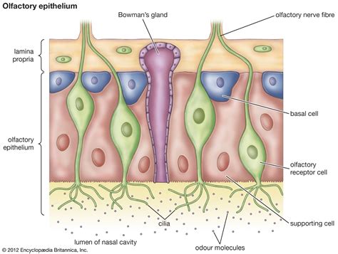 Olfactory epithelium | anatomy | Britannica