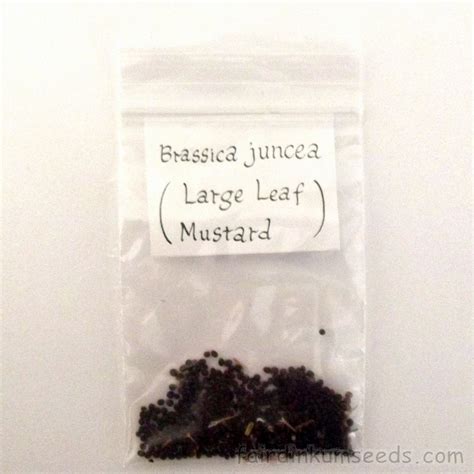 Large Leaf Mustard Brassica Juncea Seeds | Fair Dinkum Seeds