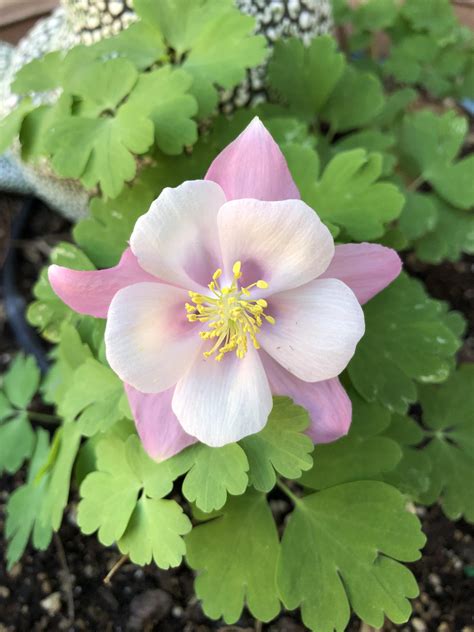 A rare columbine in Las Vegas. The heat is finally off! : r/gardening