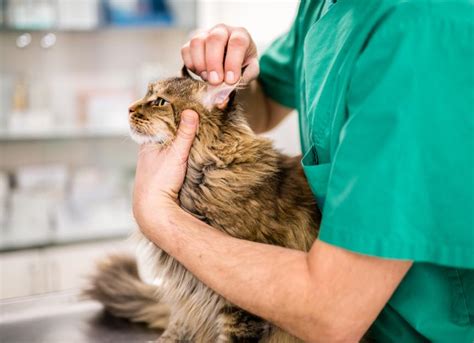 Cat Ear Infections | PetMD