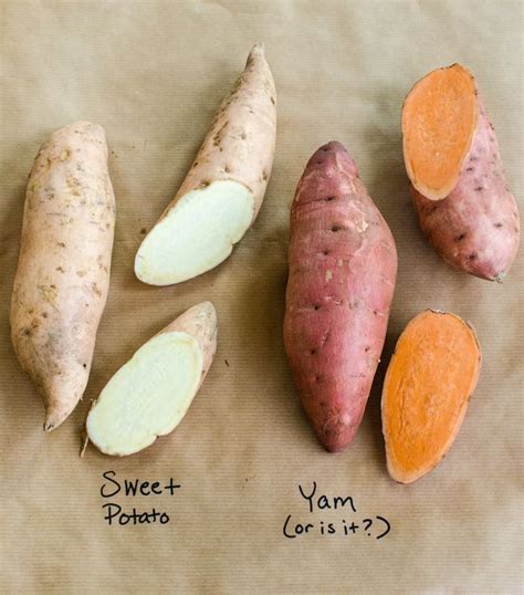 Your Guide to the Sweet Potato: Our Best Recipes, Suggestions, and Tips ...