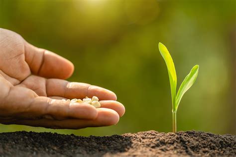 Farmer's hand planting seeds of corn tree in soil. Agriculture, Growing