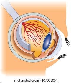 Structure Human Eye Medical Anatomy Face Stock Vector (Royalty Free ...