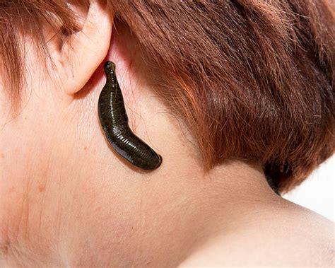 1,000+ Ear Worm Stock Photos, Pictures & Royalty-Free Images - iStock