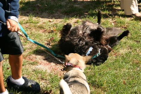 New surgical facilities will be built by people for animals nj 23