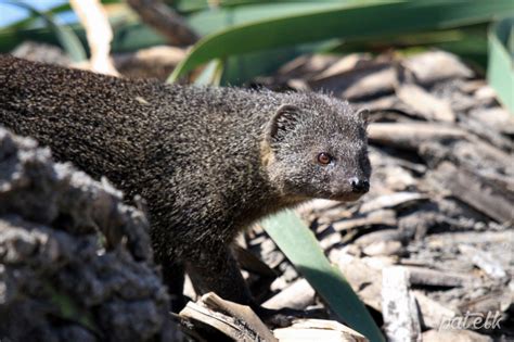 Cape Grey Mongoose - Wildlife Den - South African And Australian Wildlife Photography