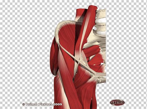Músculos de la cadera pectíneo anatomía muscular, mano, anatomía, brazo ...