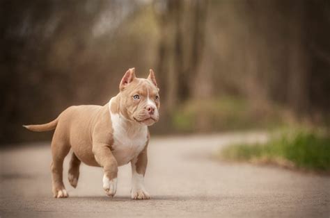 Pocket Bully Breeders: Top 9 Finest Picks