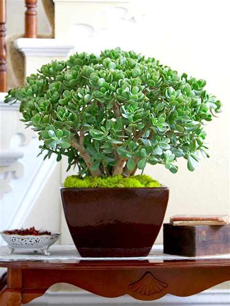 32 tipos de plantas de jade | Las mejores variedades de jade - HOT NEWS