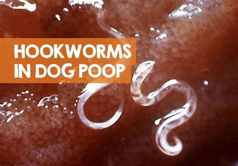 What Do Hookworms Look Like in Dog Poop?