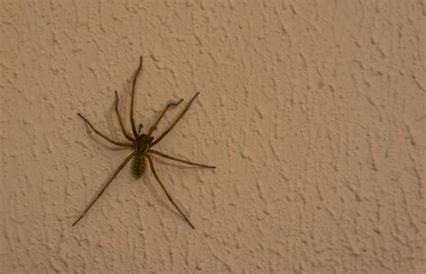 nebraska poisonous spiders 4