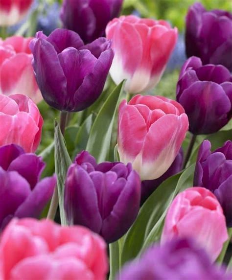¿Por qué se llaman así las flores? Este es su origen etimológico