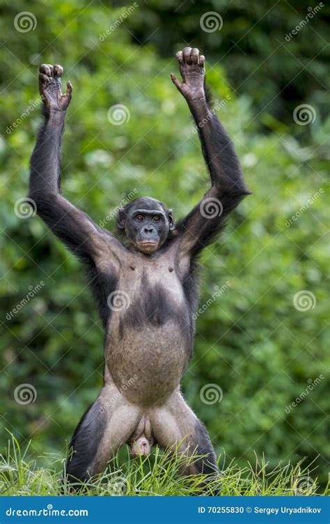 Female of Bonobo Standing on Her Legs and Hands Up. Stock Photo - Image ...