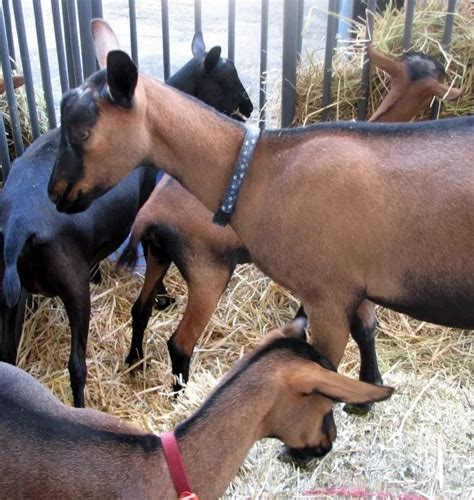 Oberhasli Goat - Wholesale Price & Mandi Rate for Purebred Oberhasli Goat