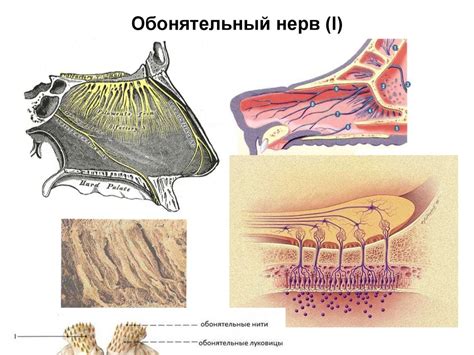 Обонятельный нерв анатомия схема