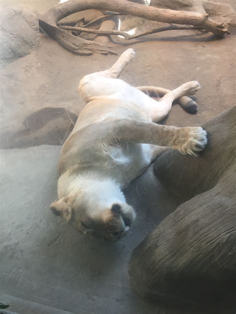 Big cats are sometimes too adorable : r/aww