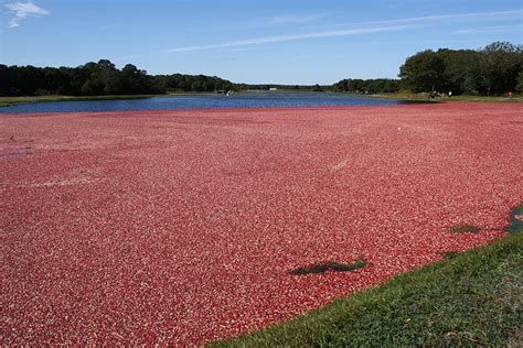 Cranberry | Diseases and Pests, Description, Uses, Propagation