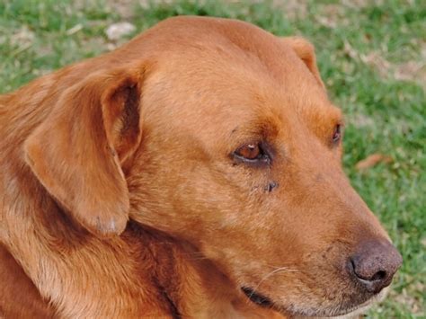 Free picture: adorable, animals, breed, brown, canine, carnivore, cute, dog