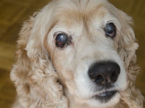 Brown Spots On Dogs Eye